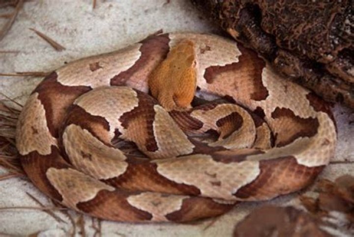 Whats a copperhead slang?