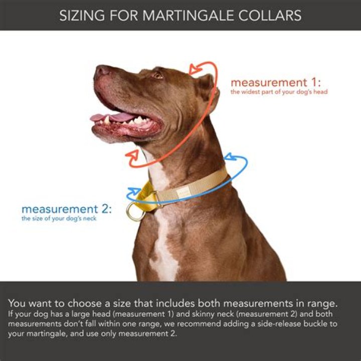 Whats a martingale collar?
