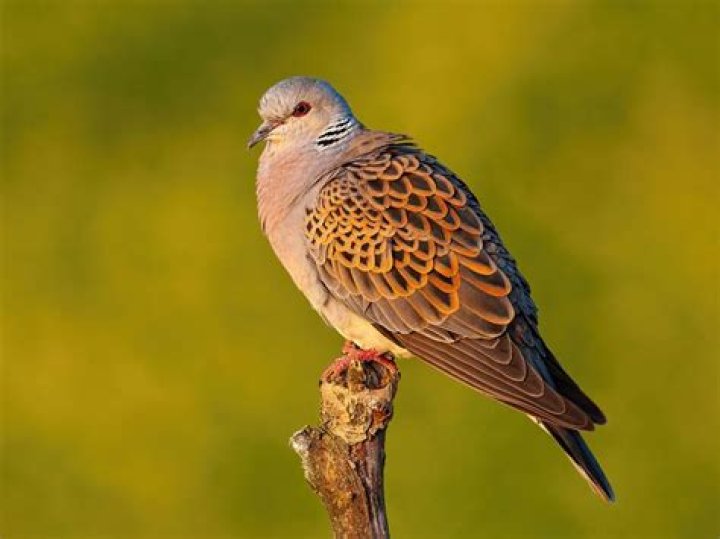 Whats a turtle dove?