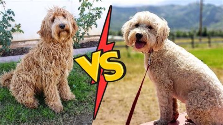 Whats a yankee doodle dog?