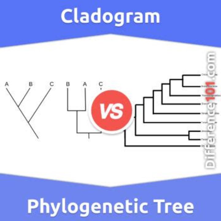 Whats the difference between a phylogenetic tree and a cladogram?