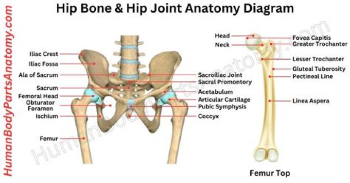 Whats your hip bone called?