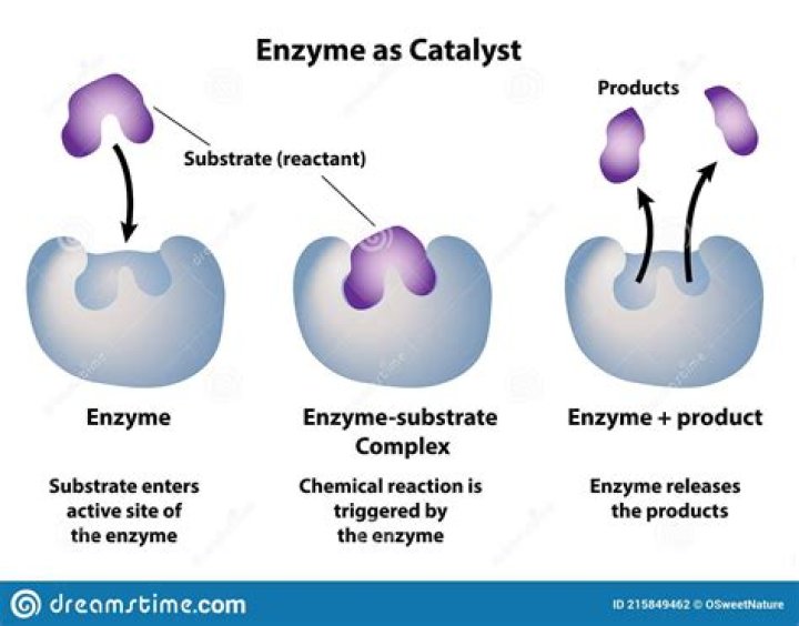 When an enzyme catalyzes a reaction what happens quizlet?