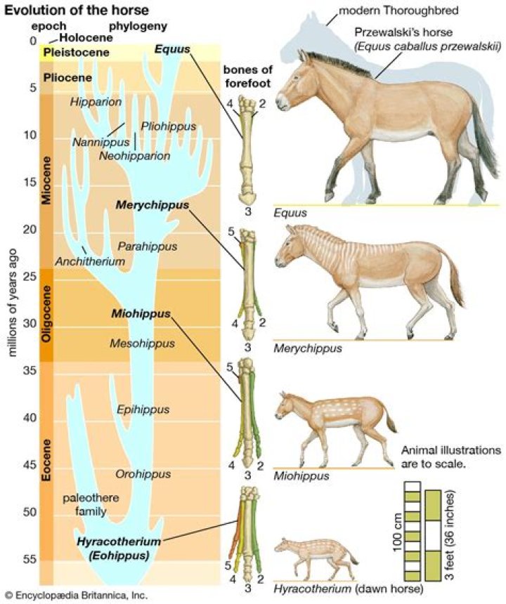 When did the eohippus become extinct?