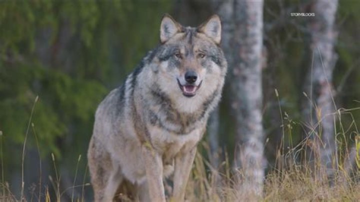 When did the gray wolf become endangered?