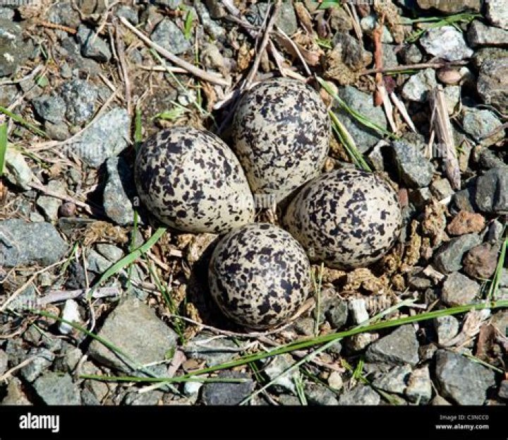 When do killdeer lay eggs?