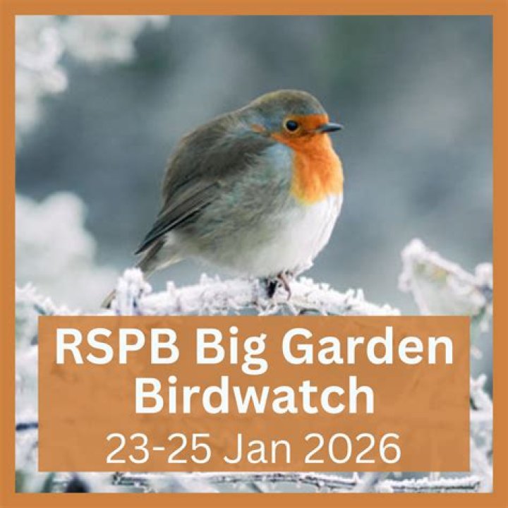 When is the great british bird watch?