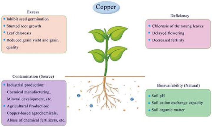 When phosphine absorbed in copper sulphate it gives?