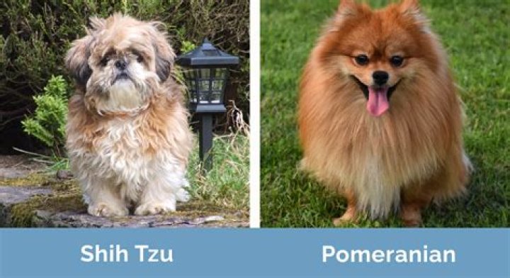 When pomeranian fully grown?