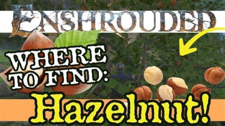 When to harvest hazelnut?
