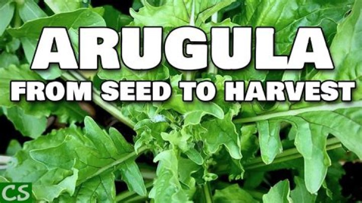 When to plant arugula seeds?
