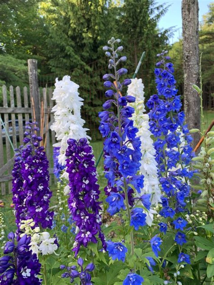 When to plant delphinium bulbs?