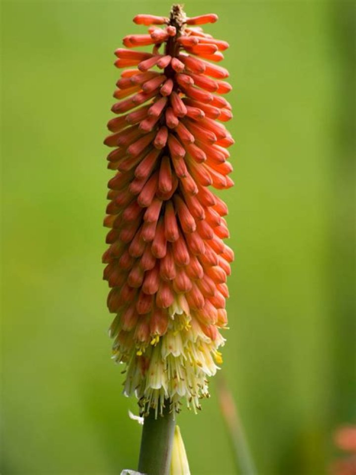 When to plant red hot pokers?