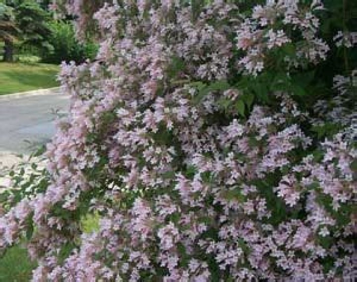 When to prune beauty bush?