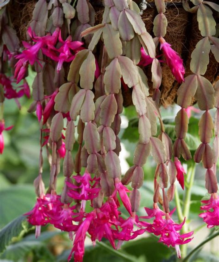 When to prune polyantha?