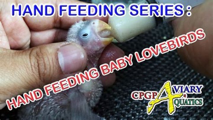 When to start hand feeding baby lovebirds?