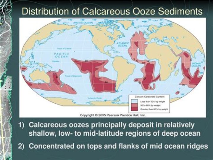 Where are calcareous oozes found?