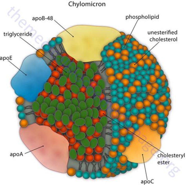 Where are chylomicrons found?