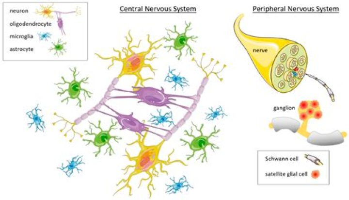 Where are neuroglial cells located?