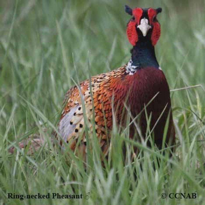 Where are ring necked pheasants from?