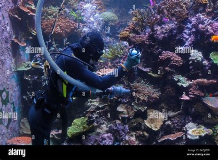 Where can an aquarist work?