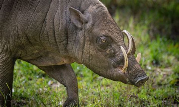 Where do babirusa live?