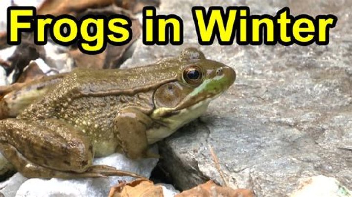 Where do frogs go in the winter?