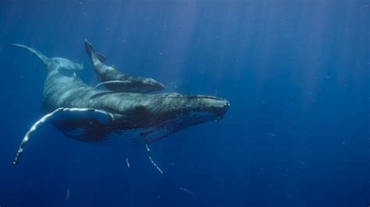 Where do humpbacks give birth?