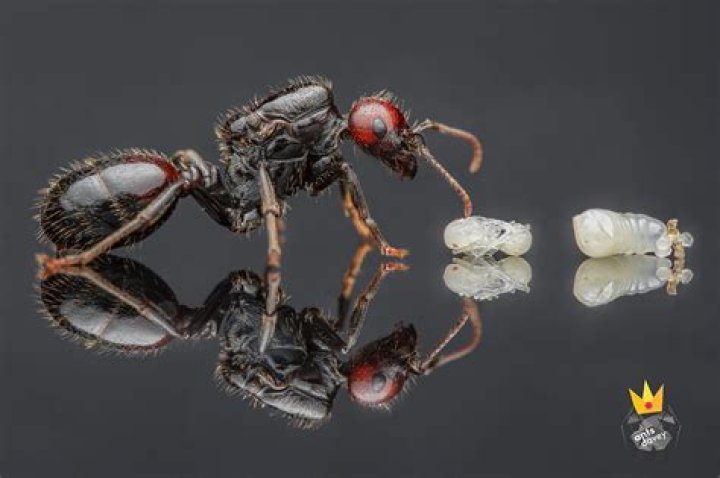 Where do messor barbarus live?