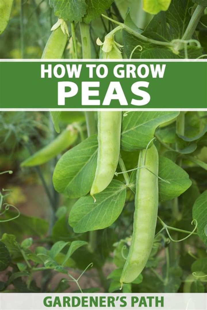 Where do parched peas come from?