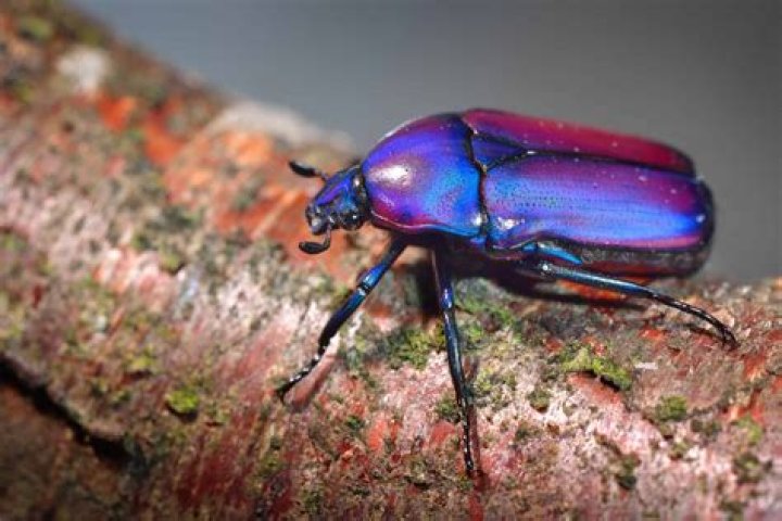 Where do scarab beetles live?