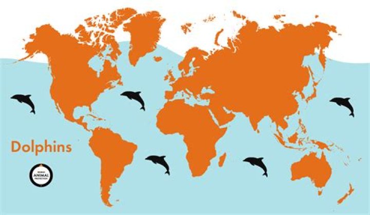 Where do the shaheens live?