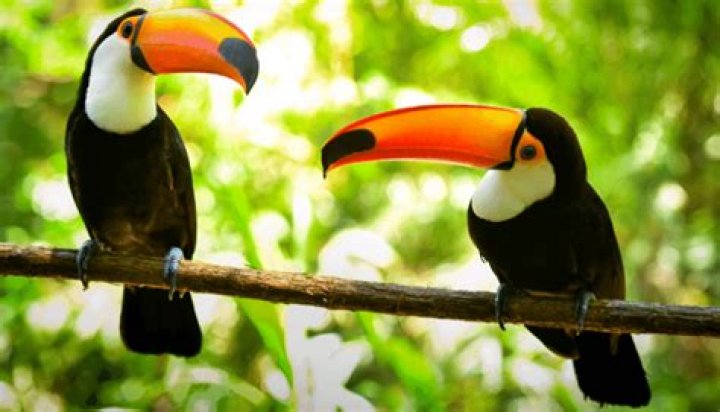 Where do toucans live in the world?