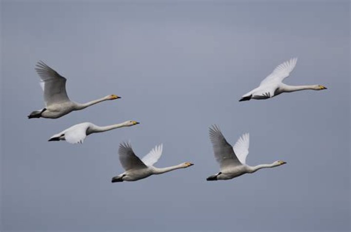 Where do whooper swans roost?