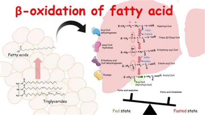 Where does beta oxidation occur?