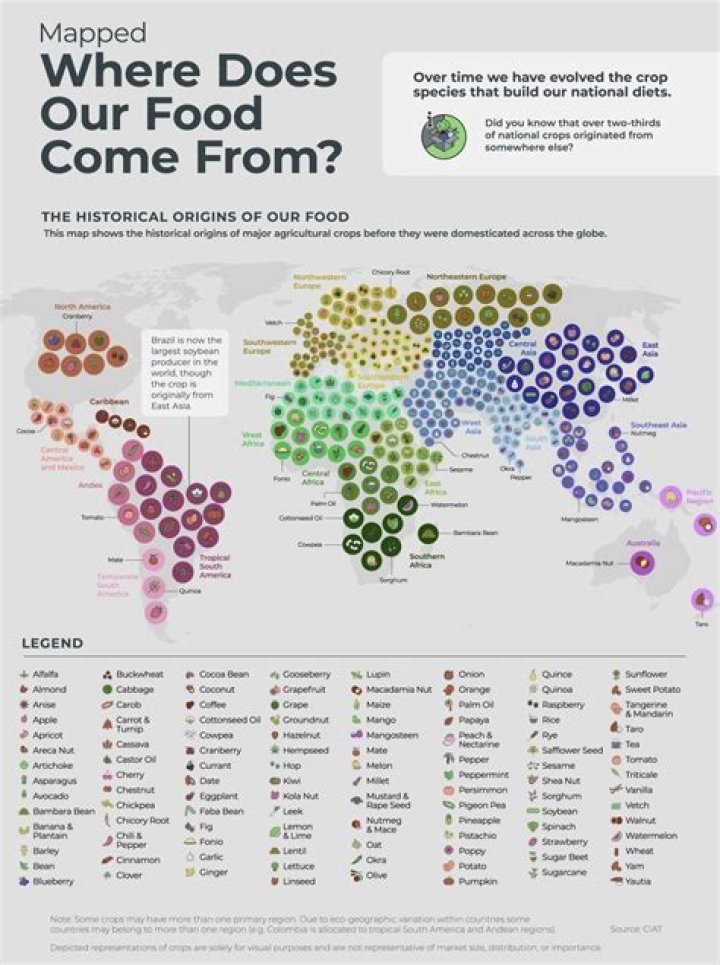 Where does octavina originated?