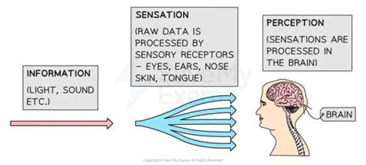 Where does sensation occur?
