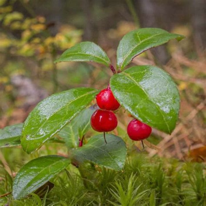 Where does thimbleberry grow?