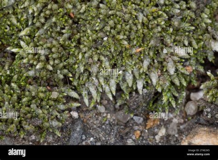 Where is bryum argenteum native to?