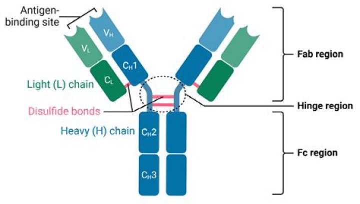 Where is isotype found?