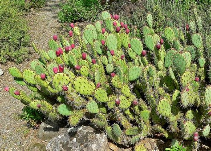 Where is opuntia found?