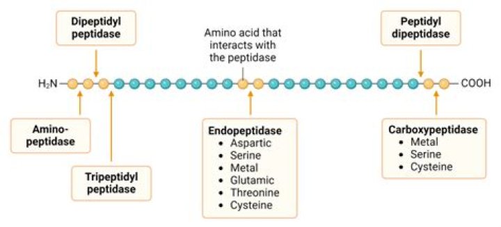 Where is peptidase active?