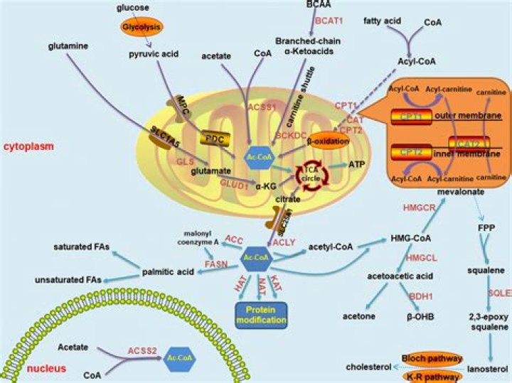 Where is pyruvate carboxylase located?