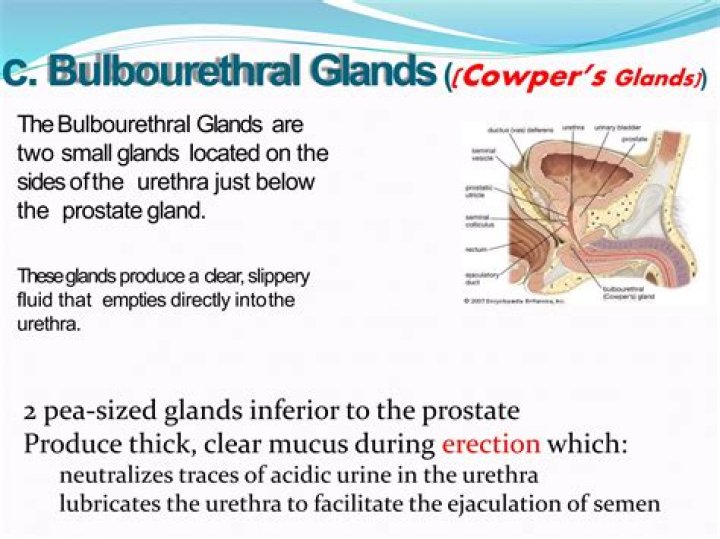 Where is the cowper's gland located?