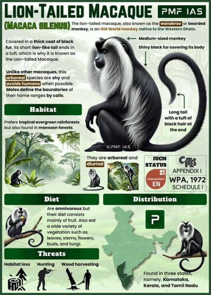 Where lion tailed macaque is found?