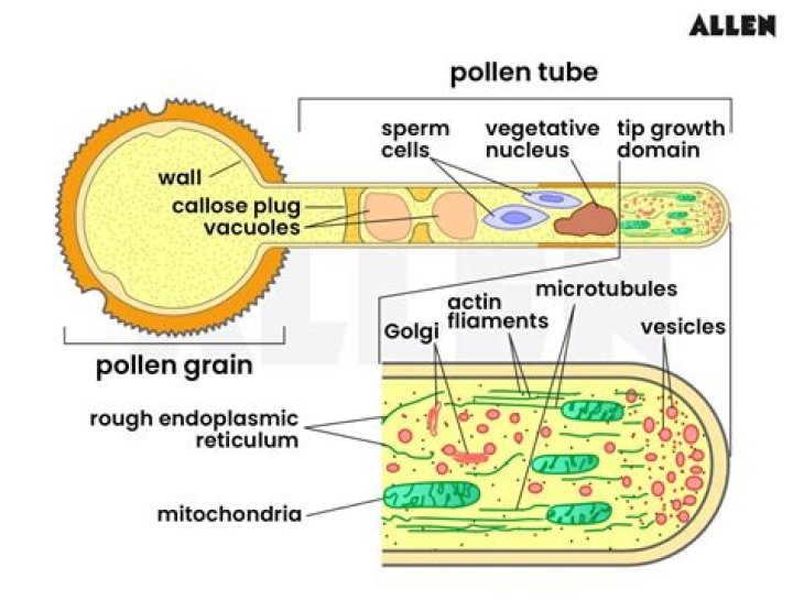 Where the pollen tube grows through?