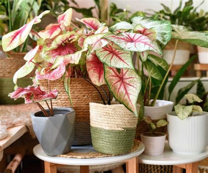 Where to plant caladium?