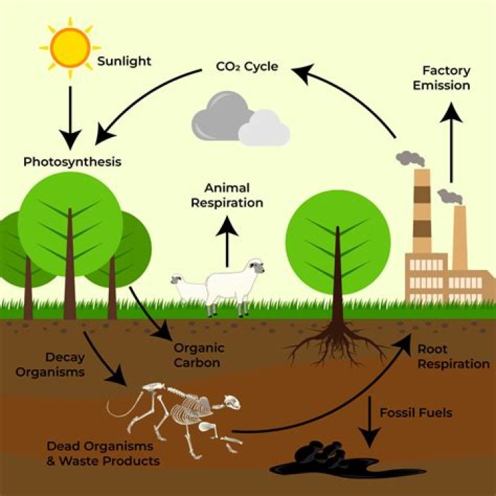 Which biogeochemical cycle includes photosynthesis?