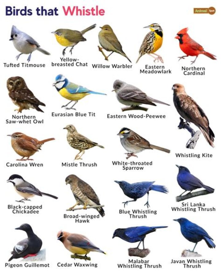 Which bird sound cackles?