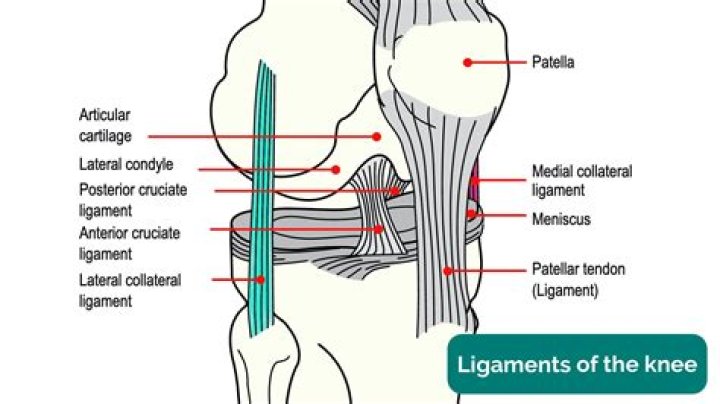 Which calf muscle crosses the knee joint?
